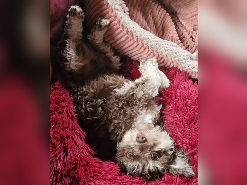 Bolonka Zwetna Mädchen