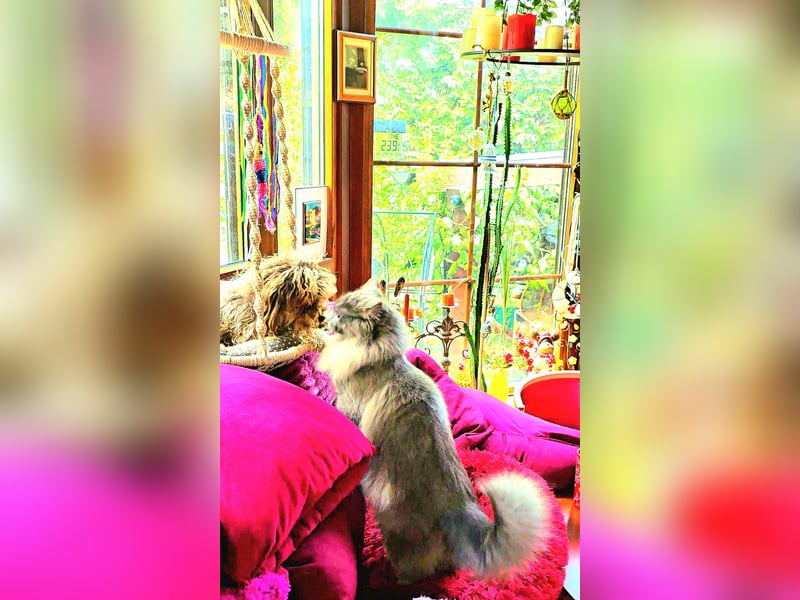 Bolonka Zwetna Mädchen