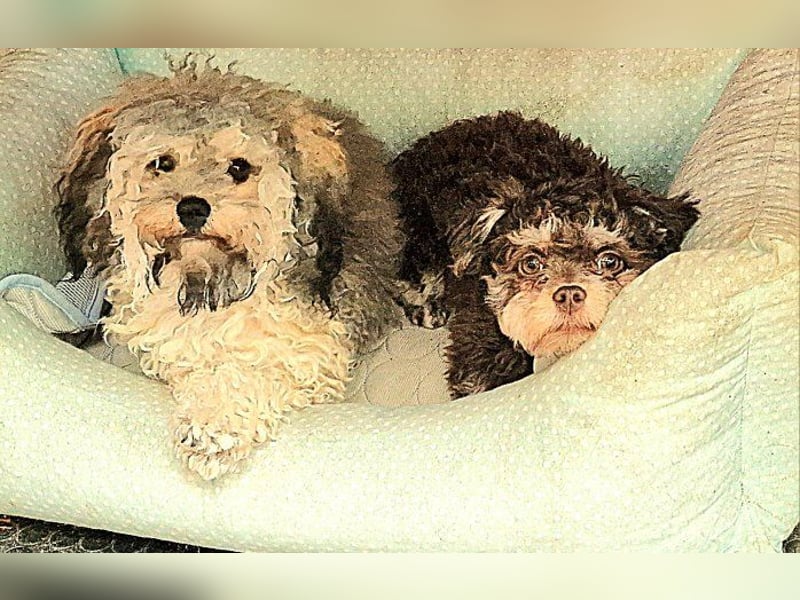 Bolonka Zwetna Mädchen