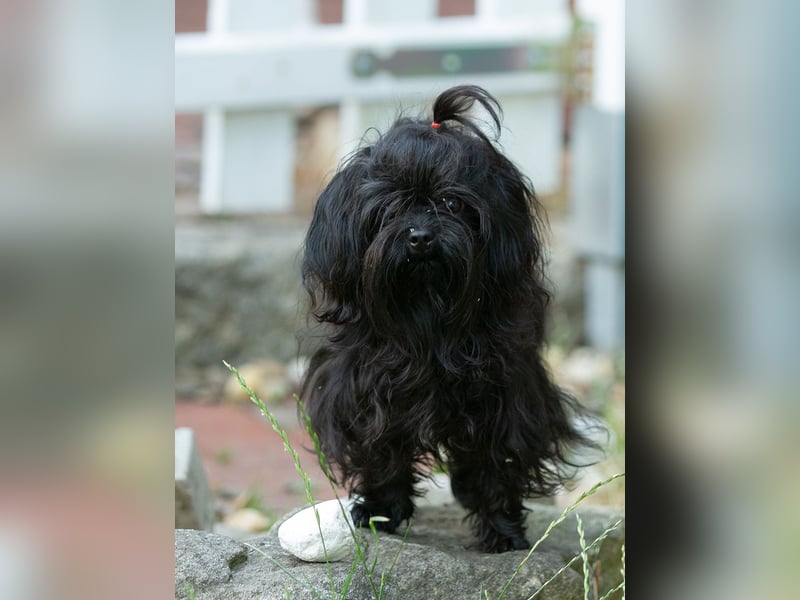 Liebevoller verschmuster Rüde