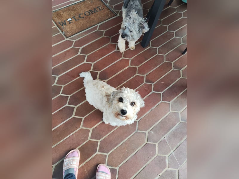 Zwei Bolonka Zwetna Herzenshündinnen suchen gemeinsam ihr neues Zuhause 