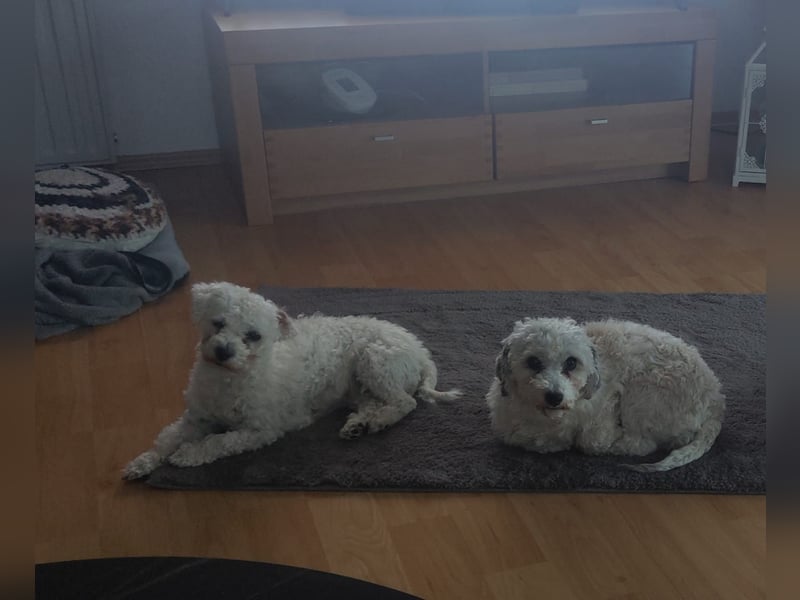 Zwei Bolonka Zwetna Herzenshündinnen suchen gemeinsam ihr neues Zuhause 