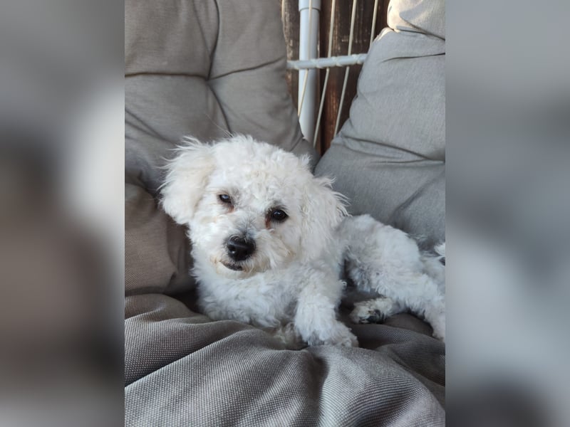 Zwei Bolonka Zwetna Herzenshündinnen suchen gemeinsam ihr neues Zuhause 