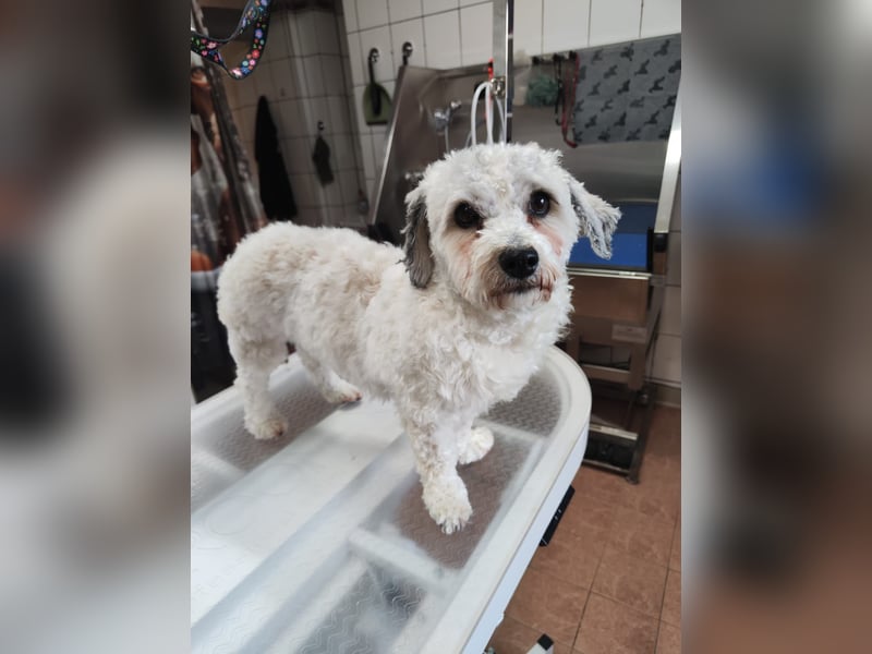 Zwei Bolonka Zwetna Herzenshündinnen suchen gemeinsam ihr neues Zuhause 