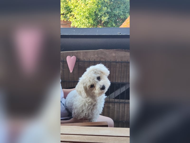 Zwei Bolonka Zwetna Herzenshündinnen suchen gemeinsam ihr neues Zuhause 