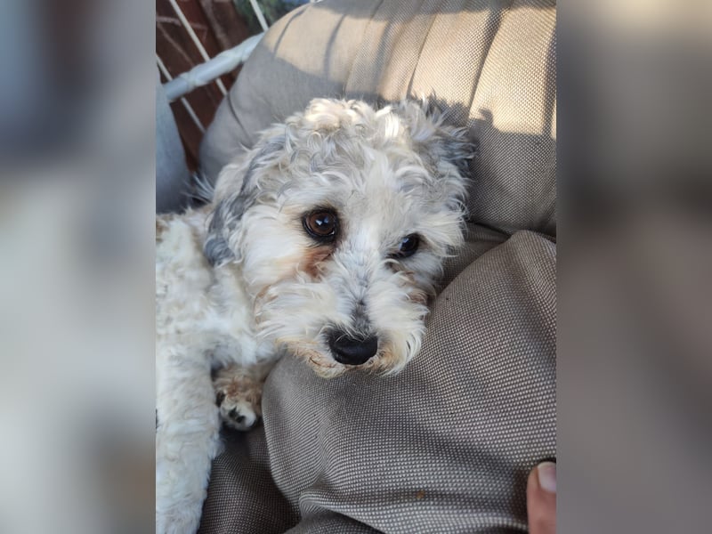 Zwei Bolonka Zwetna Herzenshündinnen suchen gemeinsam ihr neues Zuhause 