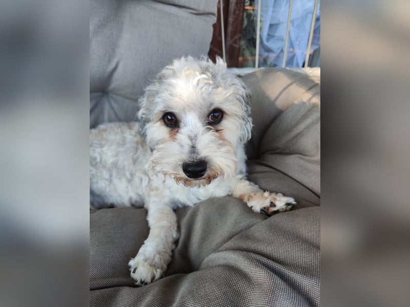 Zwei Bolonka Zwetna Herzenshündinnen suchen gemeinsam ihr neues Zuhause 