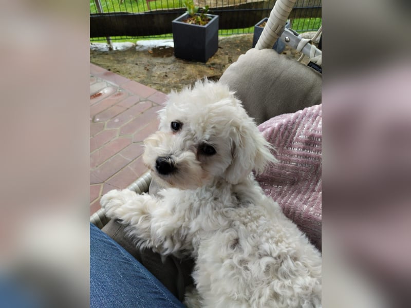 Zwei Bolonka Zwetna Herzenshündinnen suchen gemeinsam ihr neues Zuhause 