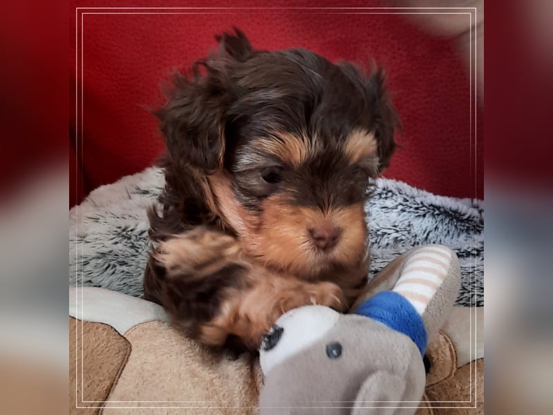 Wurfankündigung typvolle Bolonka Zwetna Welpen mit Ahnentafel