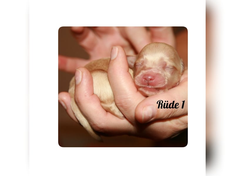 Typvolle Bolonka -Zwetna - Welpen mit Ahnentafel