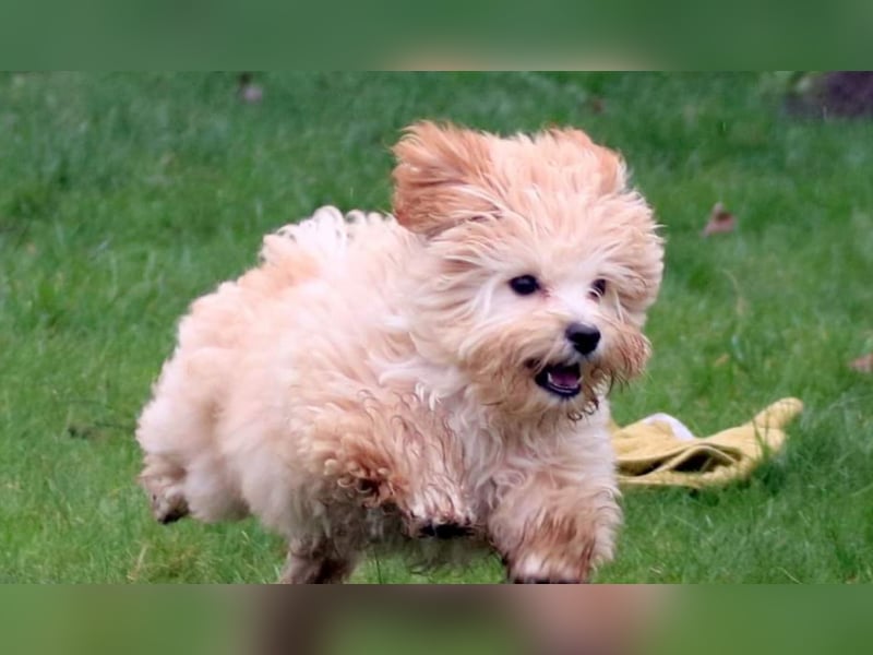 Wurfankündigung typvolle Bolonka Zwetna Welpen mit Ahnentafel
