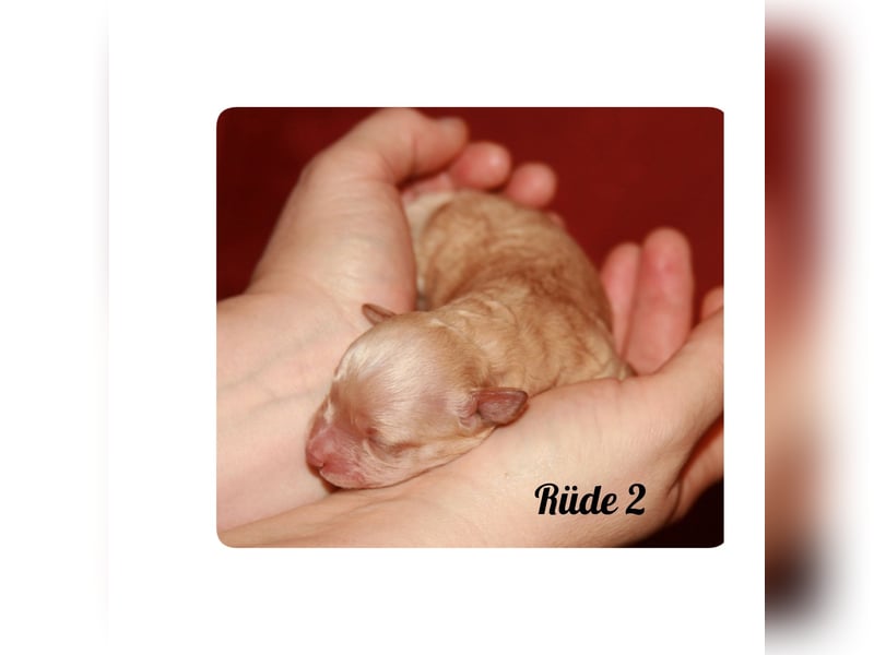 Typvolle Bolonka -Zwetna - Welpen mit Ahnentafel