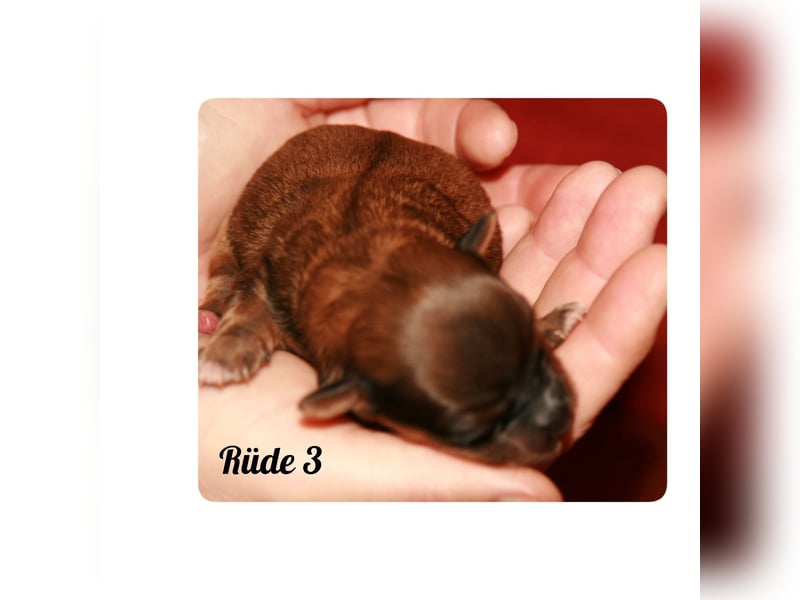 Typvolle Bolonka -Zwetna - Welpen mit Ahnentafel