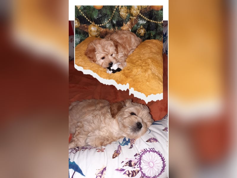 Wurfankündigung typvolle Bolonka Zwetna Welpen mit Ahnentafel