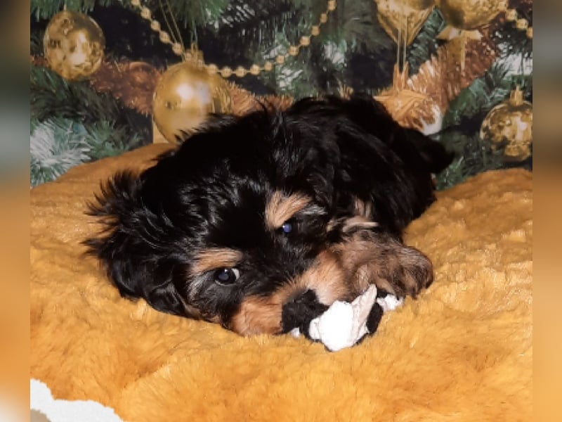 Wurfankündigung typvolle Bolonka Zwetna Welpen mit Ahnentafel