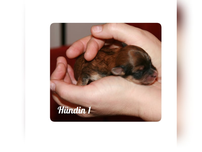 Typvolle Bolonka -Zwetna - Welpen mit Ahnentafel