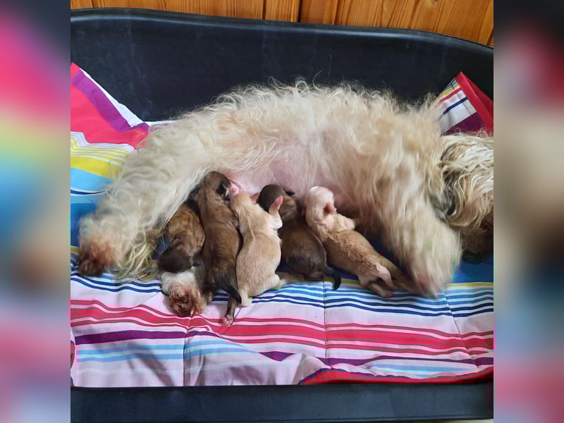 UPDATE: Unsere Olena hat am 23.02. 5 süßen Bolonka-Babys das Leben geschenkt. Einzelfotos folgen.