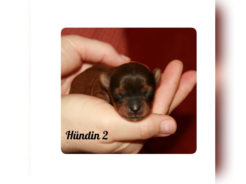 Typvolle Bolonka -Zwetna - Welpen mit Ahnentafel