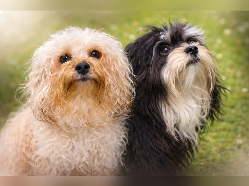 Typvolle Bolonka -Zwetna - Welpen mit Ahnentafel