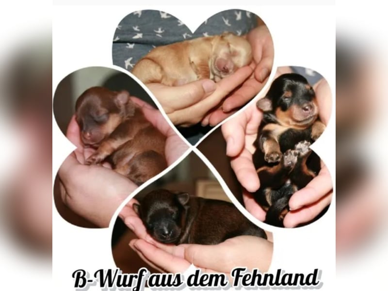 Wurfankündigung typvolle Bolonka Zwetna Welpen mit Ahnentafel