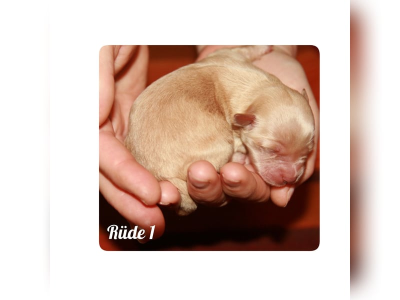 Typvolle Bolonka -Zwetna - Welpen mit Ahnentafel