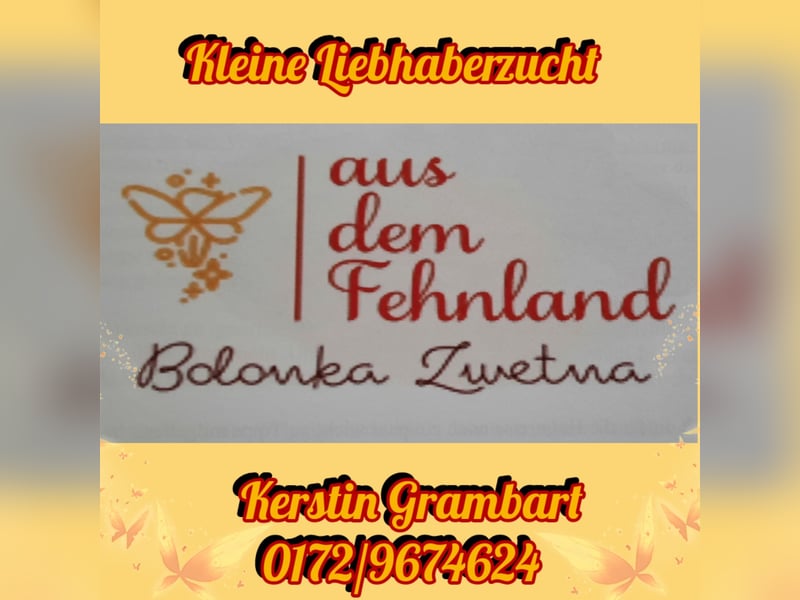 Wurfankündigung typvolle Bolonka Zwetna Welpen mit Ahnentafel