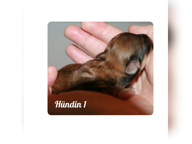 Typvolle Bolonka -Zwetna - Welpen mit Ahnentafel