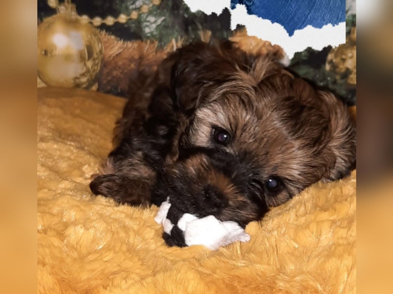 Wurfankündigung typvolle Bolonka Zwetna Welpen mit Ahnentafel