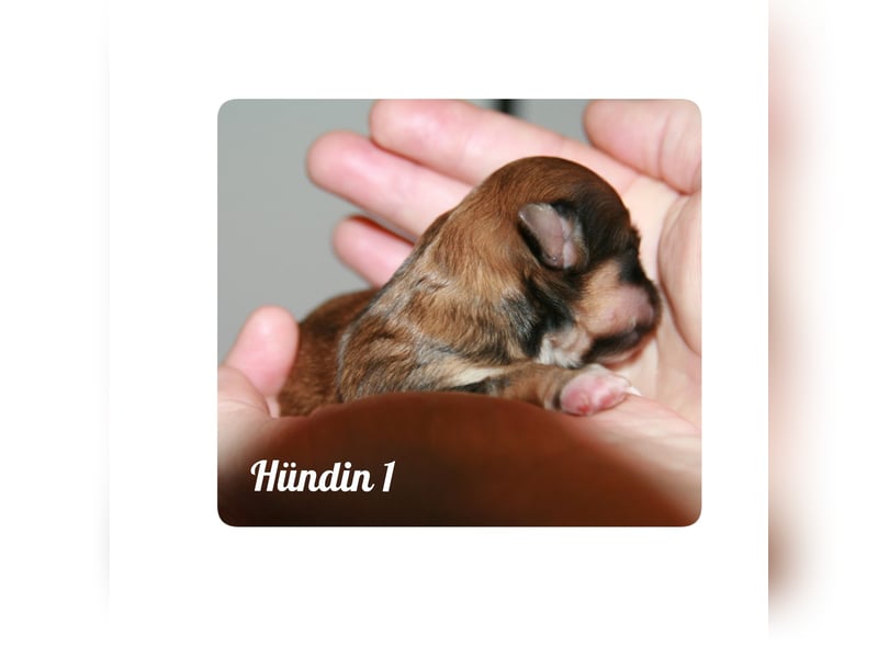 Typvolle Bolonka -Zwetna - Welpen mit Ahnentafel