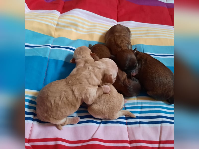 UPDATE: Unsere Olena hat am 23.02. 5 süßen Bolonka-Babys das Leben geschenkt. Einzelfotos folgen.