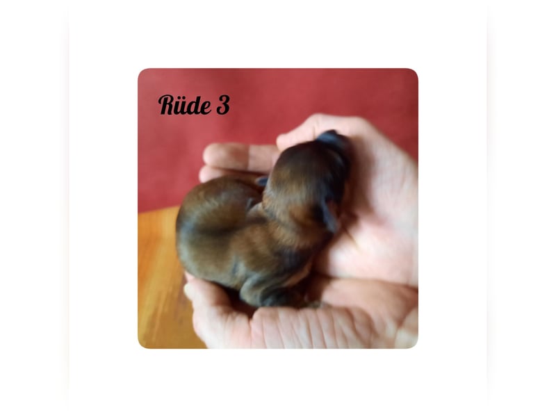 Typvolle Bolonka -Zwetna - Welpen mit Ahnentafel