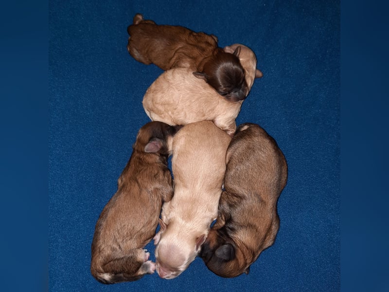 UPDATE: Unsere Olena hat am 23.02. 5 süßen Bolonka-Babys das Leben geschenkt. Einzelfotos folgen.