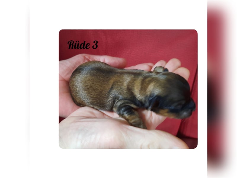 Typvolle Bolonka -Zwetna - Welpen mit Ahnentafel