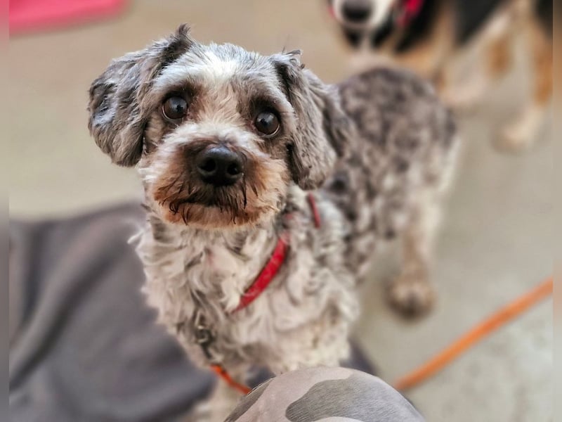 Minki (Minki) - RESERVIERT