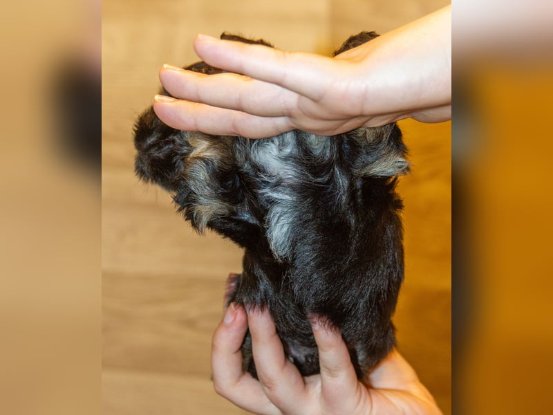 Zwei zuckersüße Bolonka Zwetna Rüden suchen noch ihre Familien!