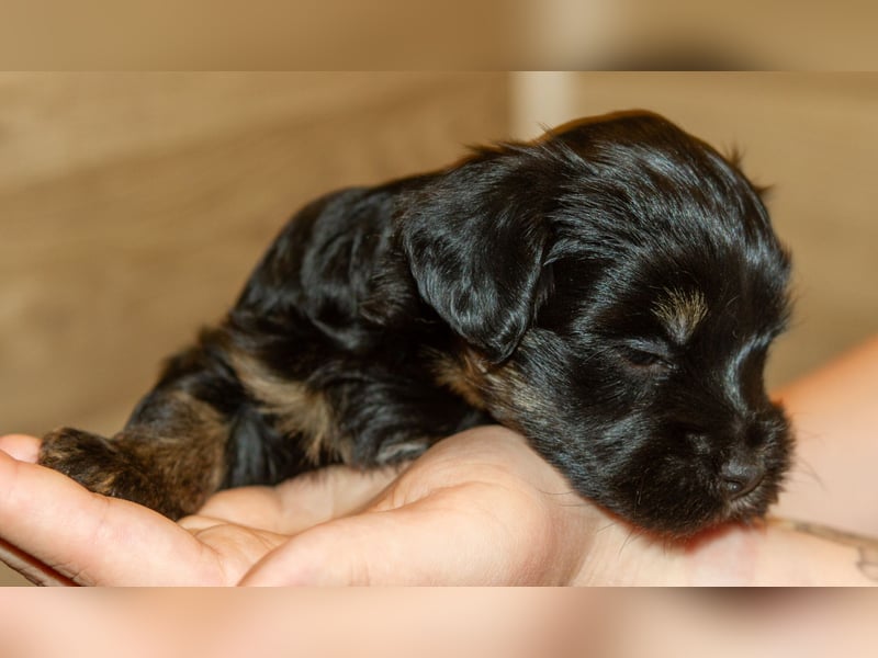 Zwei zuckersüße Bolonka Zwetna Rüden suchen noch ihre Familien!