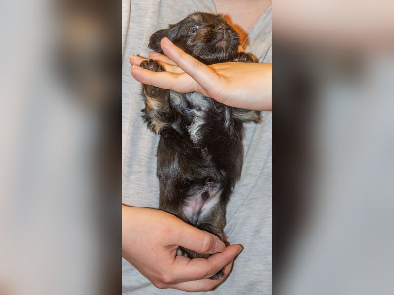 Zwei zuckersüße Bolonka Zwetna Rüden suchen noch ihre Familien!
