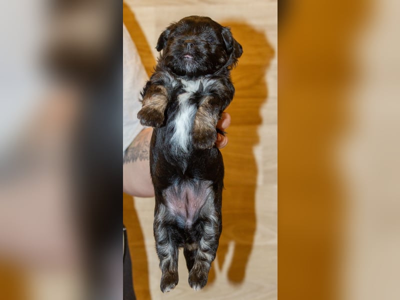 Zwei zuckersüße Bolonka Zwetna Rüden suchen noch ihre Familien!