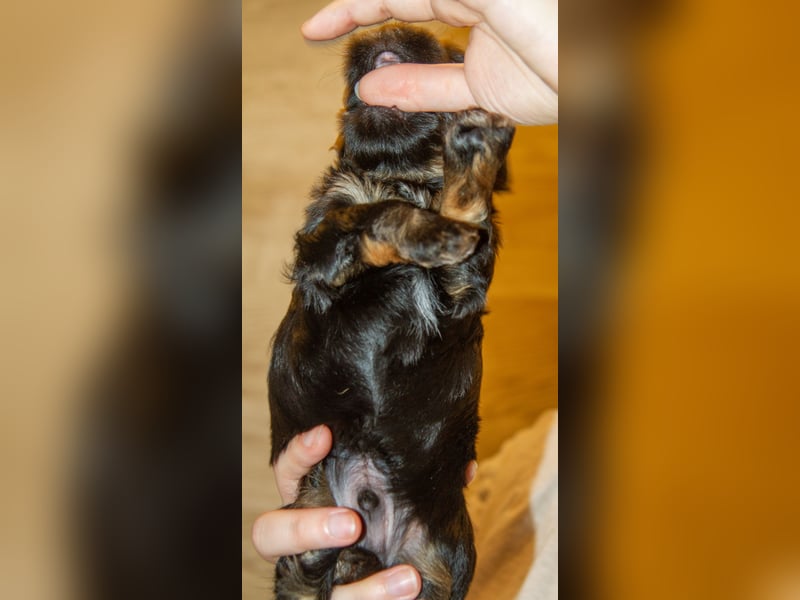 Zwei zuckersüße Bolonka Zwetna Rüden suchen noch ihre Familien!