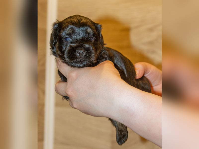 Zwei zuckersüße Bolonka Zwetna Rüden suchen noch ihre Familien!