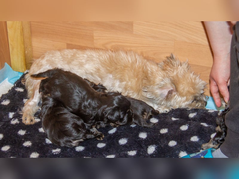 Zwei zuckersüße Bolonka Zwetna Rüden suchen noch ihre Familien!