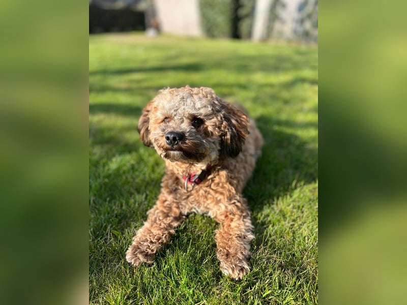Deckrüde Bolonka Zwetna "Marley" in Straelen