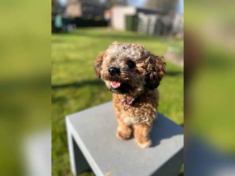 Deckrüde Bolonka Zwetna "Marley" in Straelen
