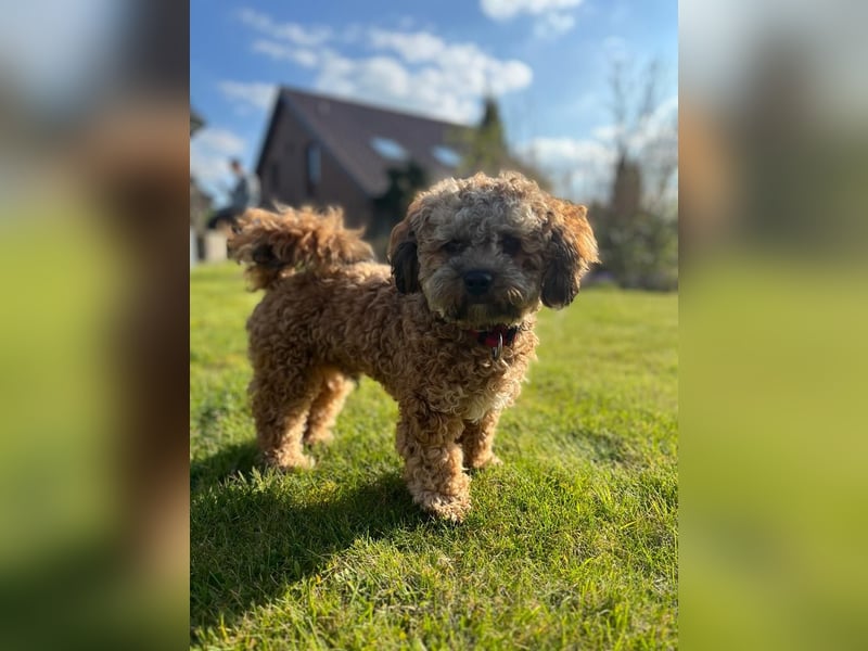 Deckrüde Bolonka Zwetna "Marley" in Straelen
