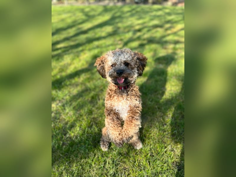 Deckrüde Bolonka Zwetna "Marley" in Straelen
