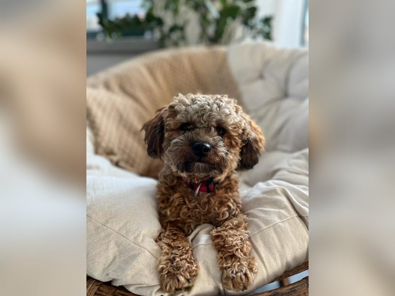 Deckrüde Bolonka Zwetna "Marley" in Straelen