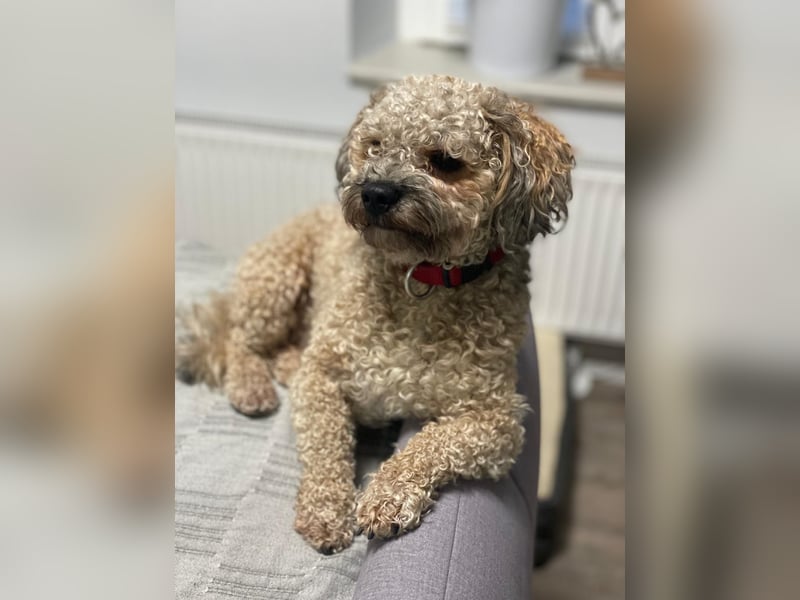 Deckrüde Bolonka Zwetna "Marley" in Straelen