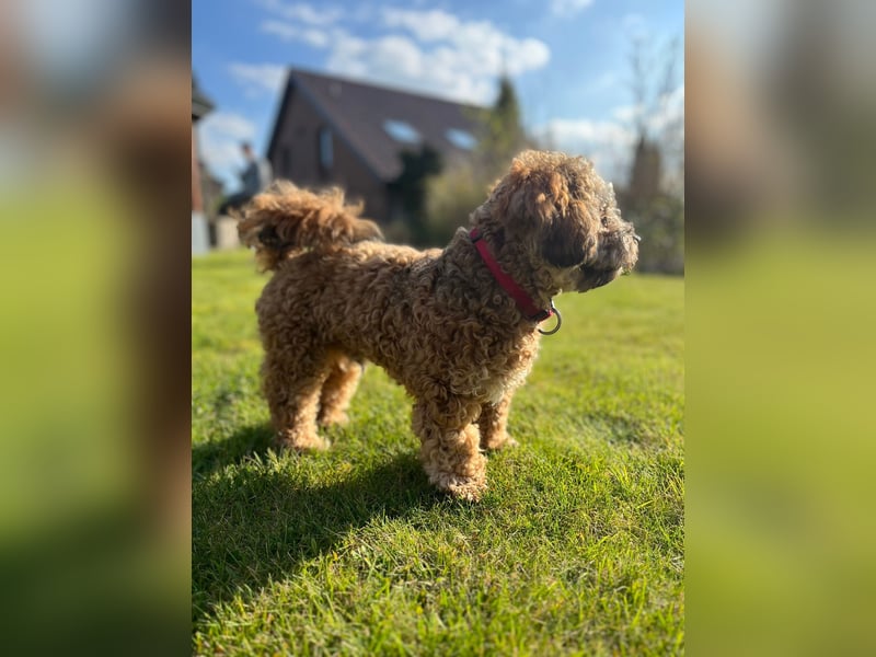 Deckrüde Bolonka Zwetna "Marley" in Straelen