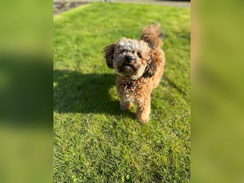 Deckrüde Bolonka Zwetna "Marley" in Straelen
