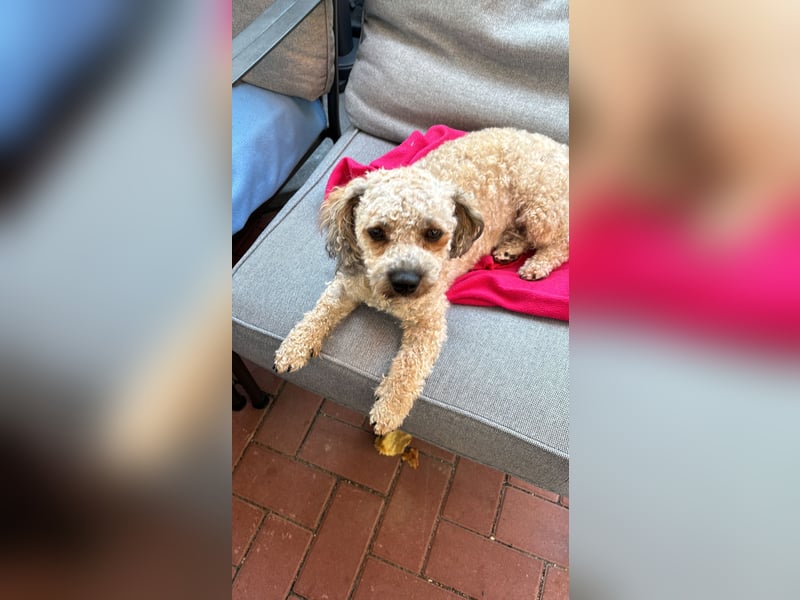 Deckrüde Bolonka Zwetna "Marley" in Straelen
